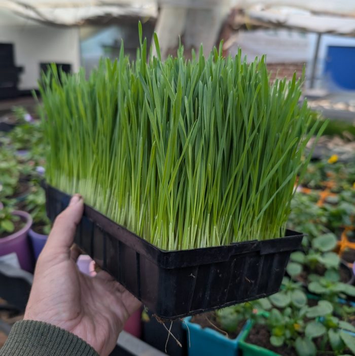 Wheatgrass