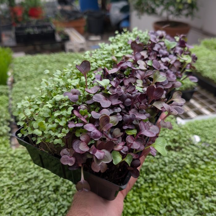 Regular Broccoli and Red Radish Microgreen Tray