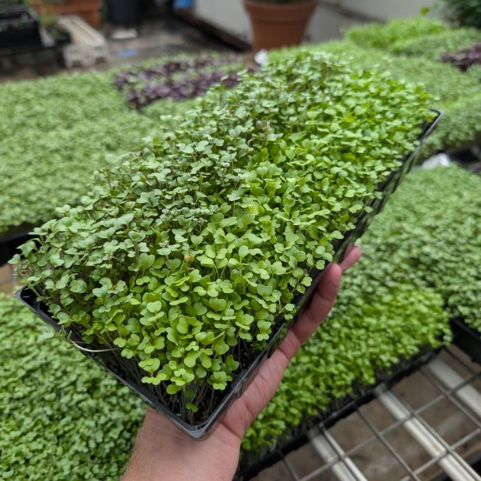 Regular Broccoli and Mizuna Microgreen Tray