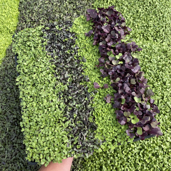 Family Mixed Microgreen Tray