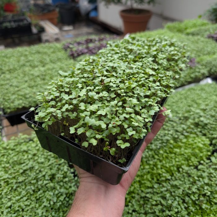 Regular Broccoli Microgreen Tray