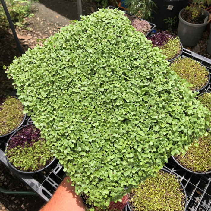 Family Broccoli Microgreen Tray