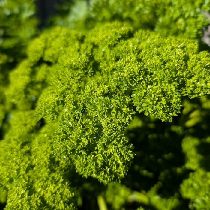 Parsley Fresh Cut