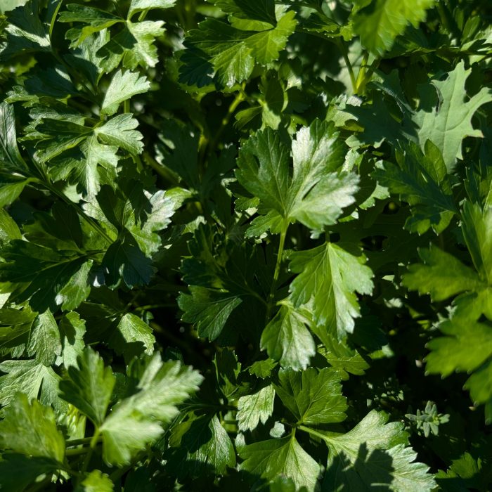 Parsley Fresh Cut - Image 2