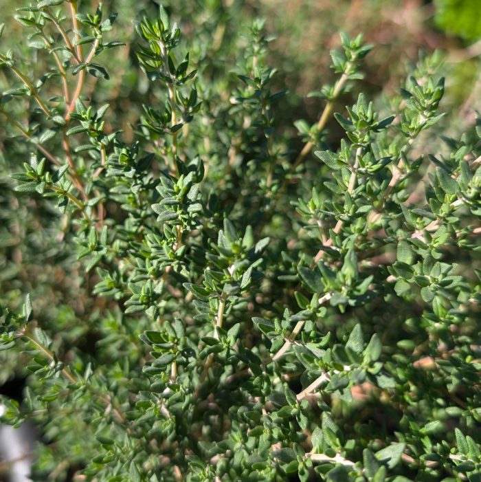 Thyme Fresh Cut