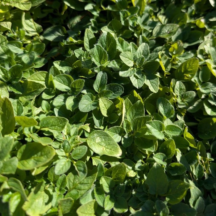 Oregano Fresh Cut
