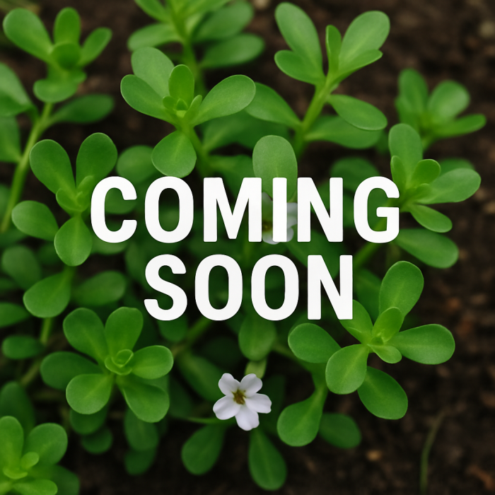 Brahmi Fresh Cut