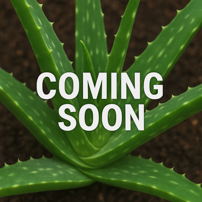 Aloe Vera Fresh Cut