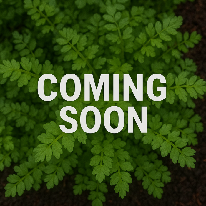Lebanese Cress Fresh Cut